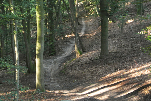 Italiaanseweg bos2