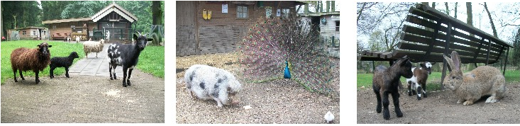 foto's kinderboerderij